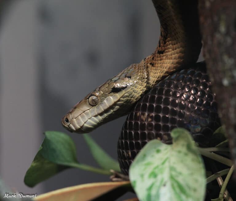 Jamaican boa Jamaican boa