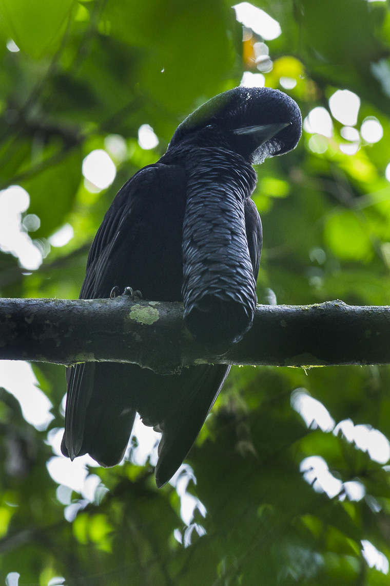 Long-wattled Umbrellabird – South Ecuador S4E8115 (16213159194) Long-wattled Umbrellabird – South Ecuador S4E8115 (16213159194)
