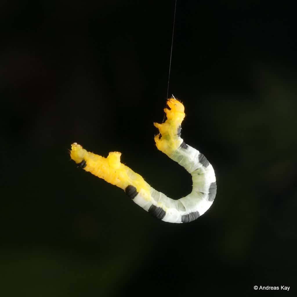 Inchworm with subdivisions, Geometridae Inchworm with subdivisions, Geometridae