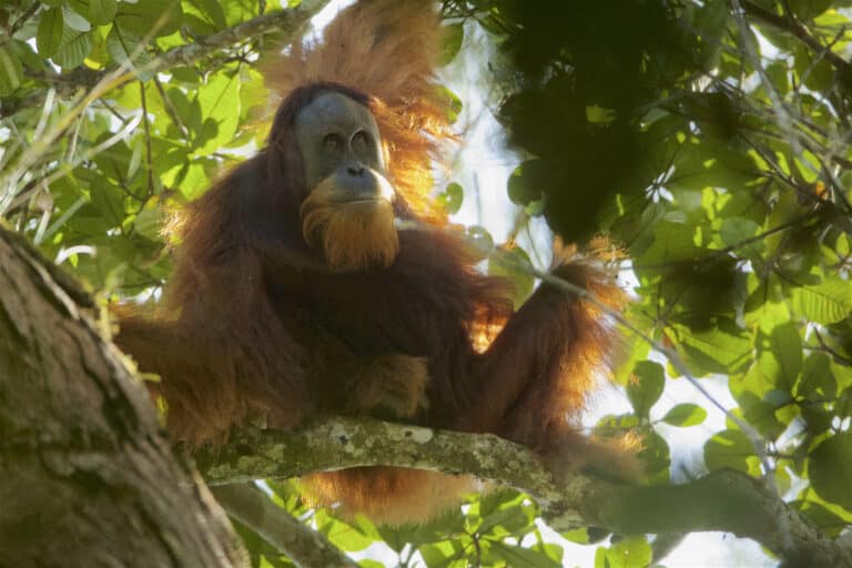 Pongo tapanuliensis2 Pongo tapanuliensis2