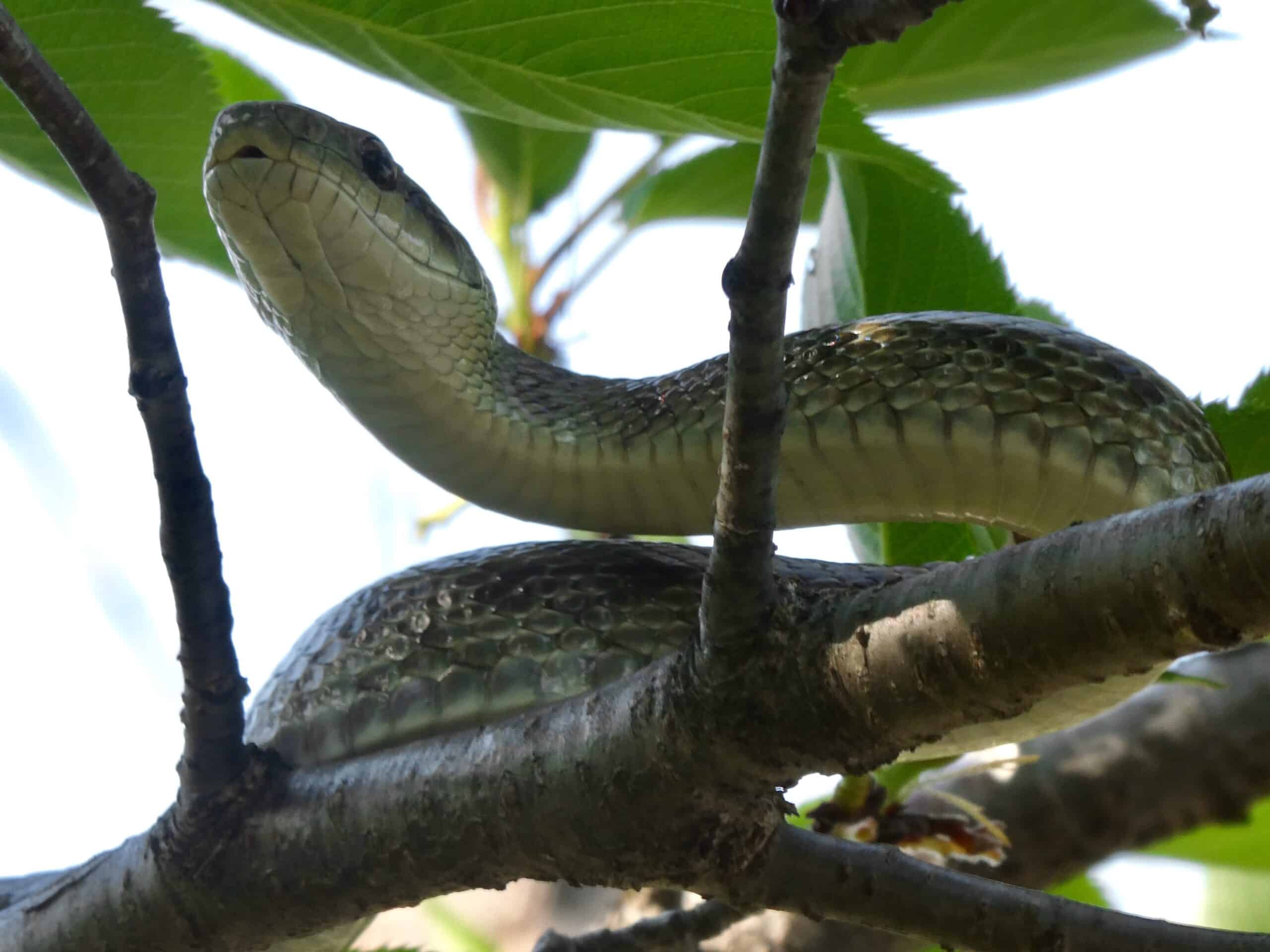 Japanese rat snake on the tree – 3 Japanese rat snake on the tree – 3