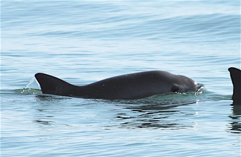 Gobierno de la República Trabaja en la recuperación de la vaquita marina Vaquita