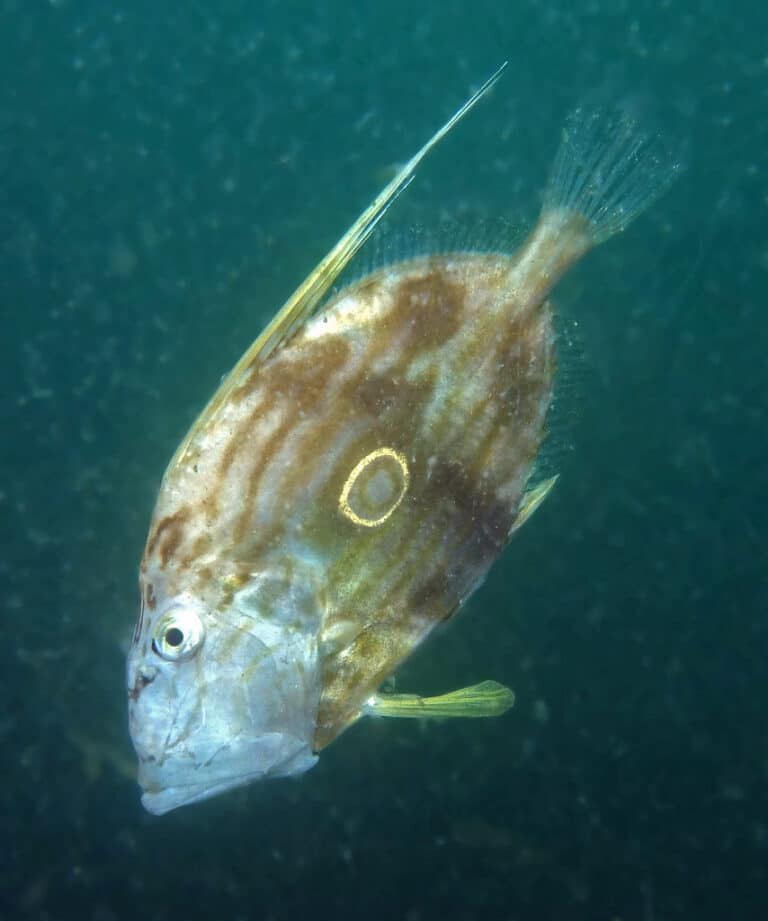 John dory – Zeus faber