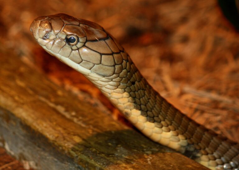 KingCobra OphiophagusHannah KingCobra OphiophagusHannah