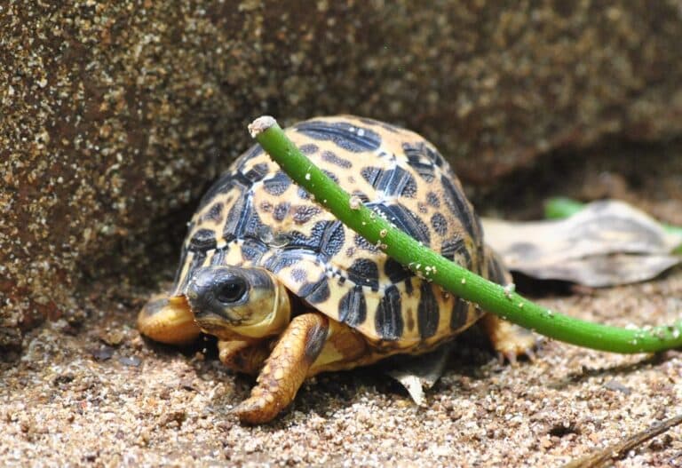 Jeune tortue radiée, Astrochelys radiata