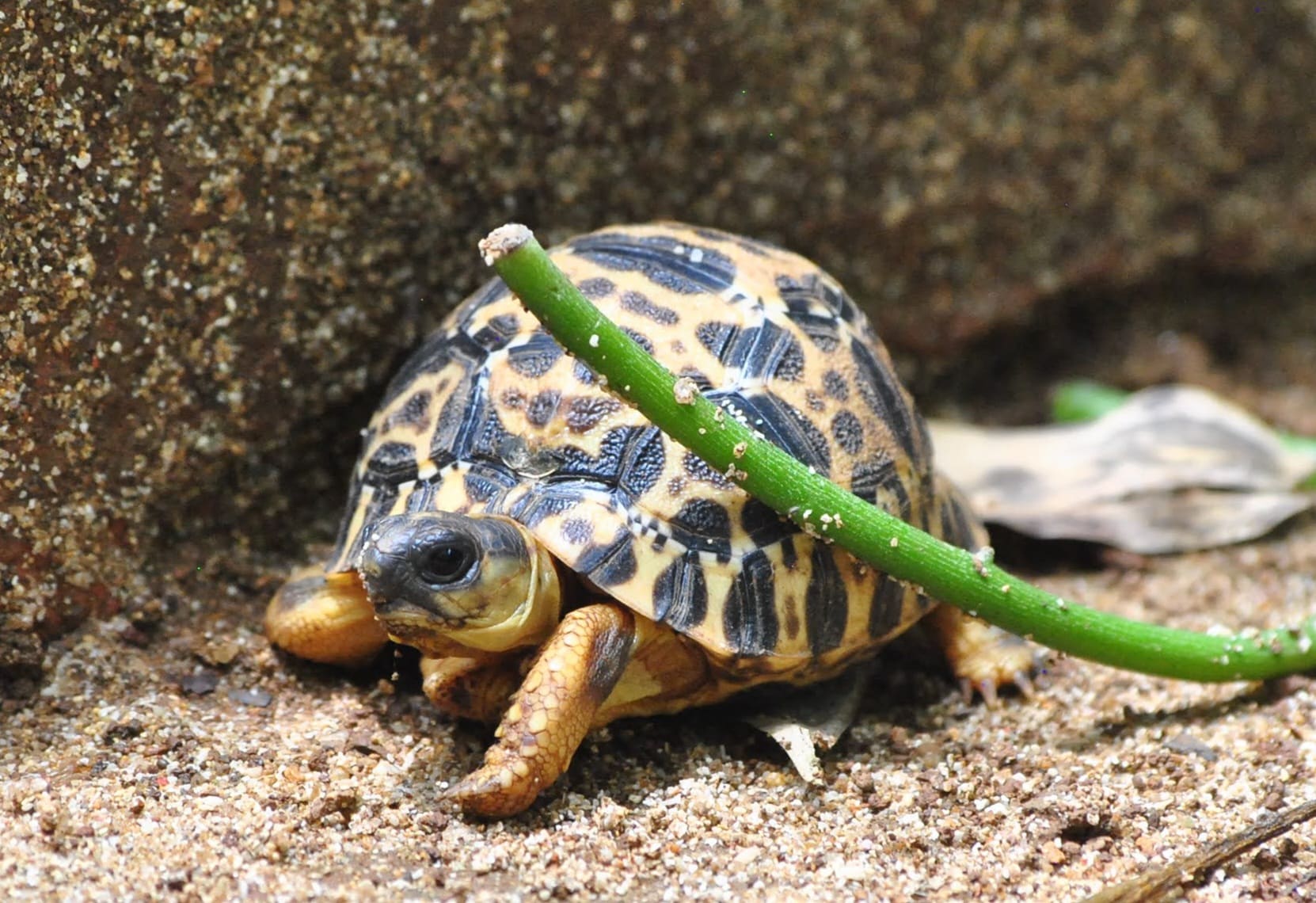 Jeune tortue radiée, Astrochelys radiata