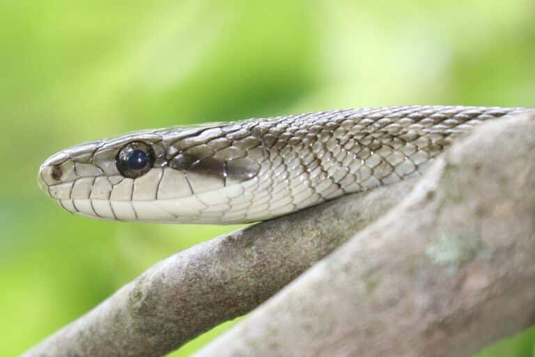 Elaphe climacophora (head s4) Elaphe climacophora (head s4) Japanese rat snake