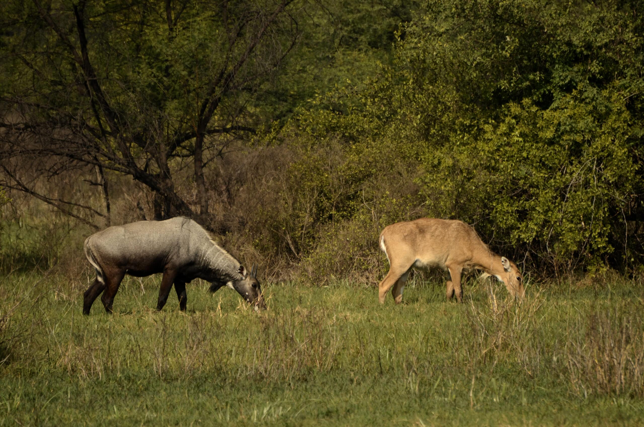 Nilgai or blue bull (Boselaphus tragocamelus) male and female from keoladeo national park JEG3003 Nilgai or blue bull (Boselaphus tragocamelus) male and female from keoladeo national park JEG3003