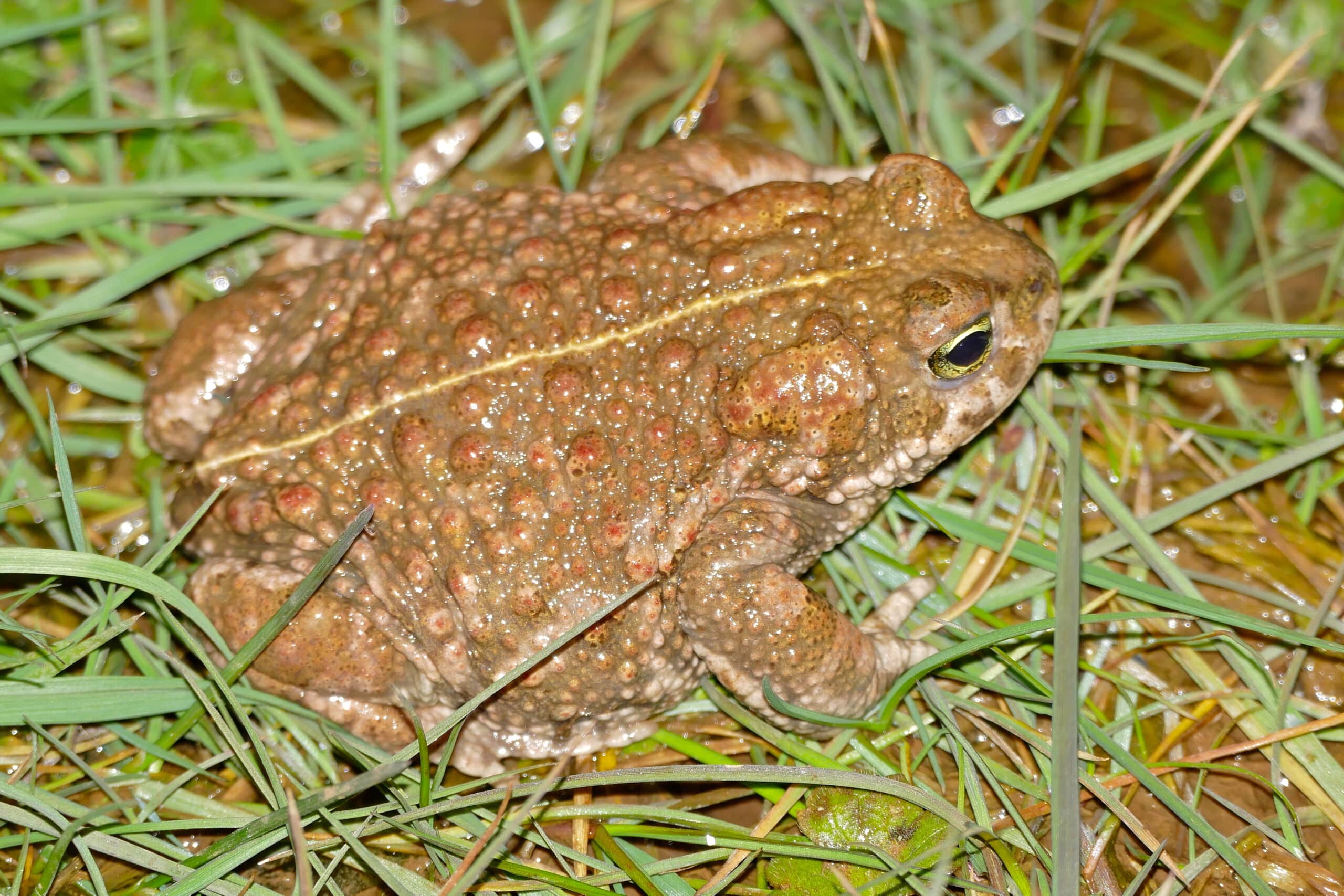 File:Natterjack Toad (Epidalea calamita) female (16779432866).jpg