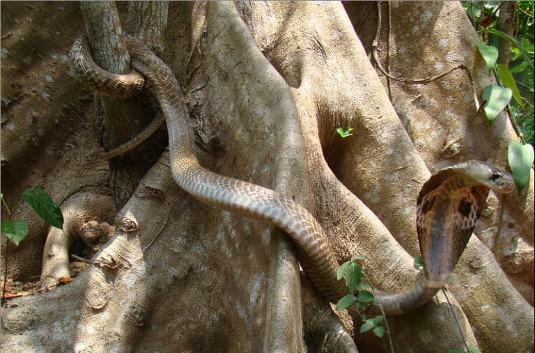 Naja naja (Indian cobra)