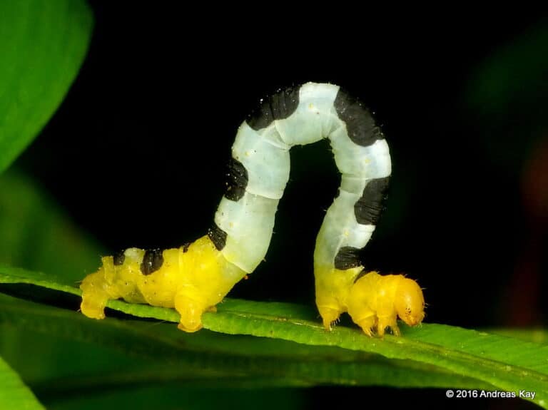 Inchworm, Geometridae Inchworm, Geometridae