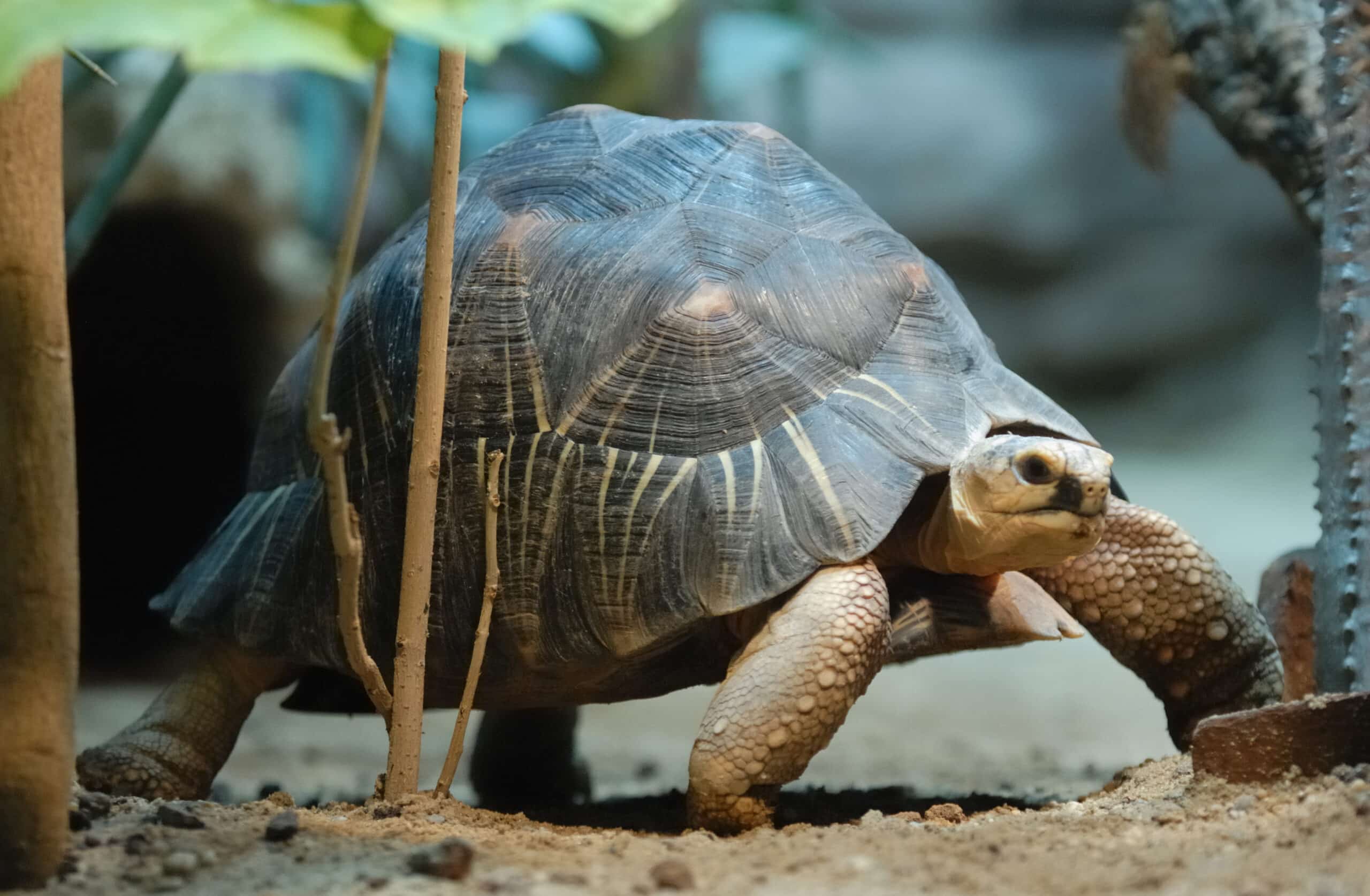 Astrochelys radiata Aquarium Berlin (2010)