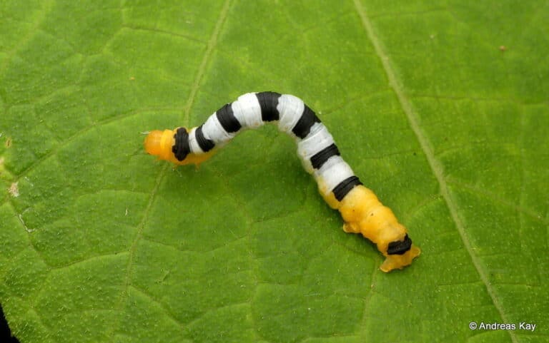 Inchworm with subdivisions, Geometridae Inchworm with subdivisions, Geometridae