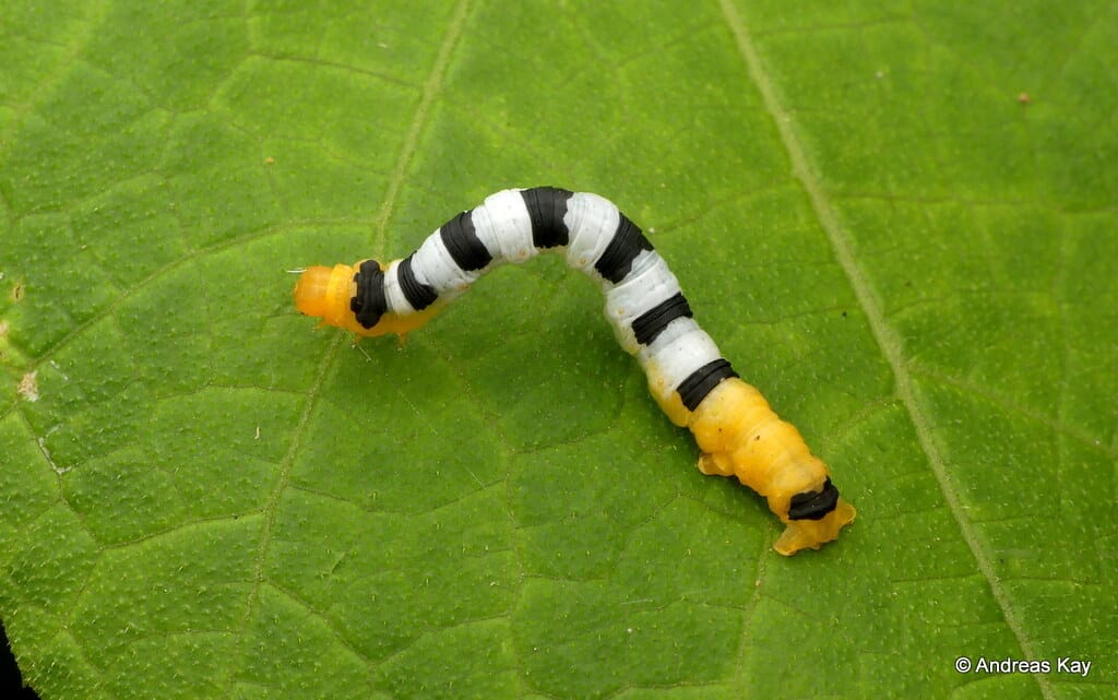 Inchworm with subdivisions, Geometridae Inchworm with subdivisions, Geometridae