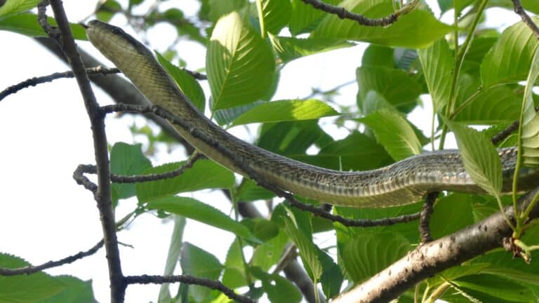 Japanese rat snake on the tree – 4 Japanese rat snake on the tree – 4
