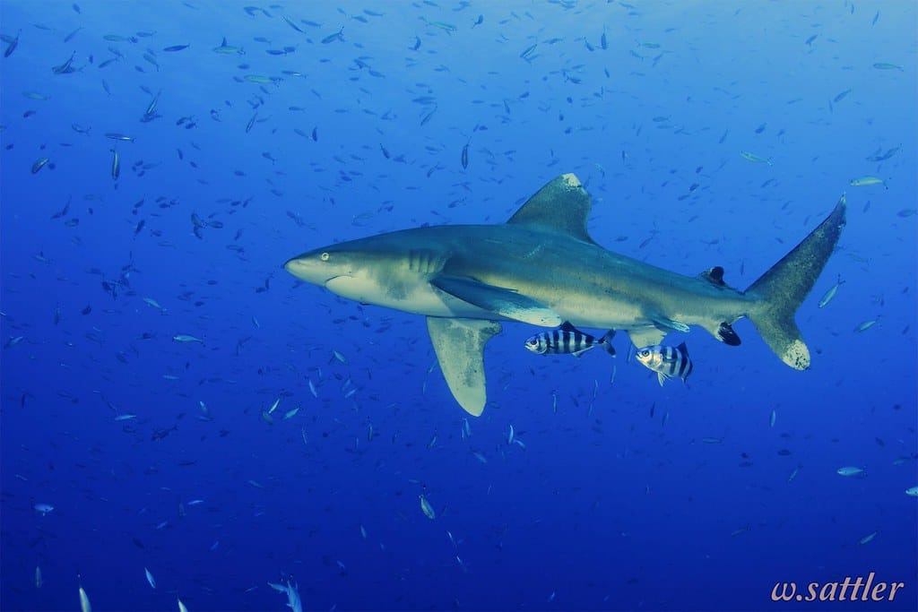 Carcharhinus longimanus