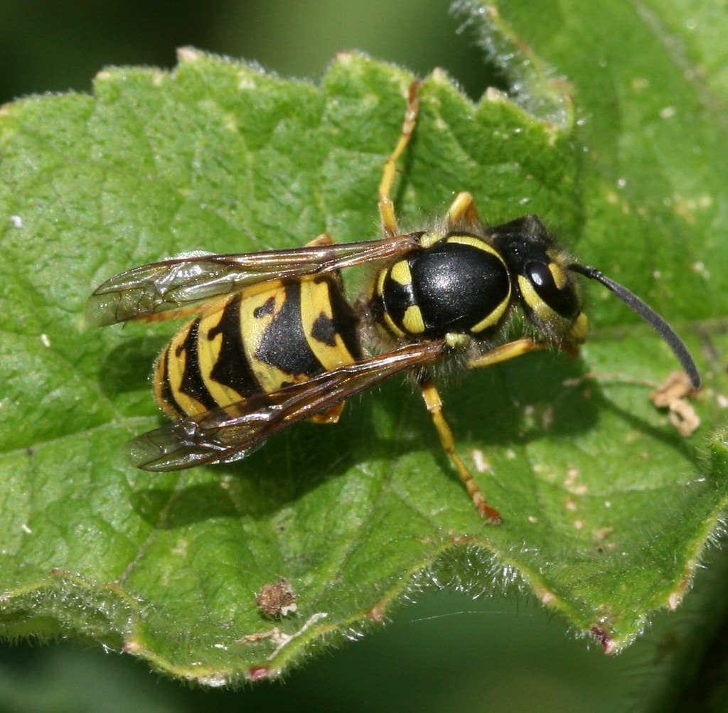 Vespula vulgaris (Common Wasp) Vespula vulgaris (Common Wasp)