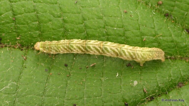 Inchworm, Geometridae Inchworm, Geometridae