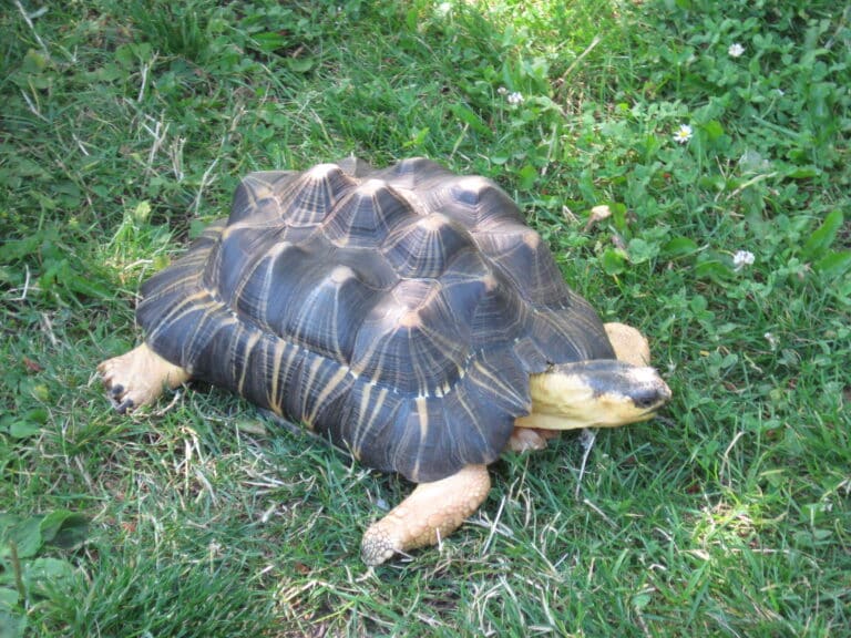 Radiated tortoise 2
