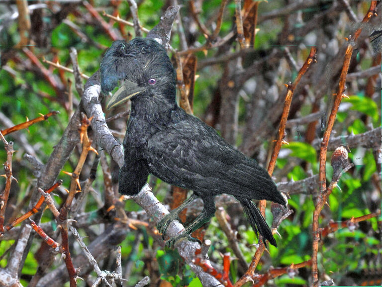 Cotingidae – Cephalopterus ornatus (Amazonian umbrellabird) Cotingidae – Cephalopterus ornatus (Amazonian umbrellabird)