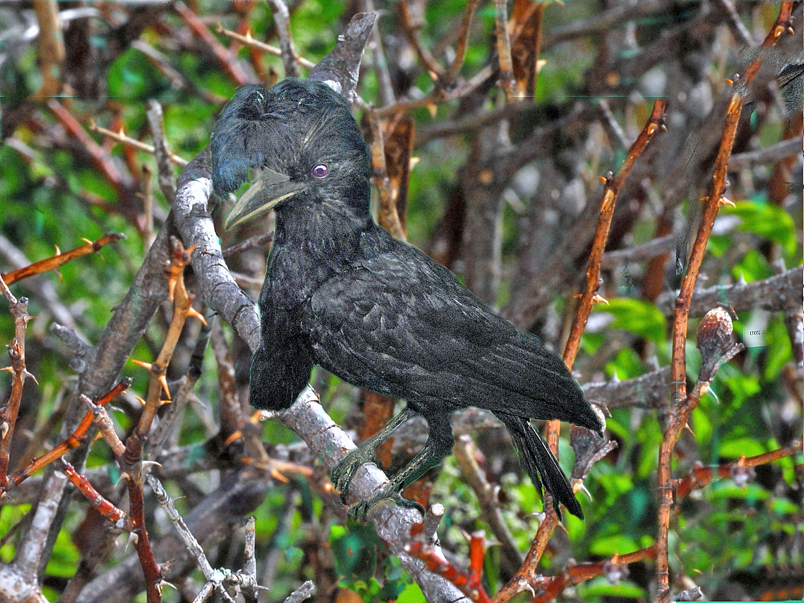 Cotingidae – Cephalopterus ornatus (Amazonian umbrellabird) Cotingidae – Cephalopterus ornatus (Amazonian umbrellabird)