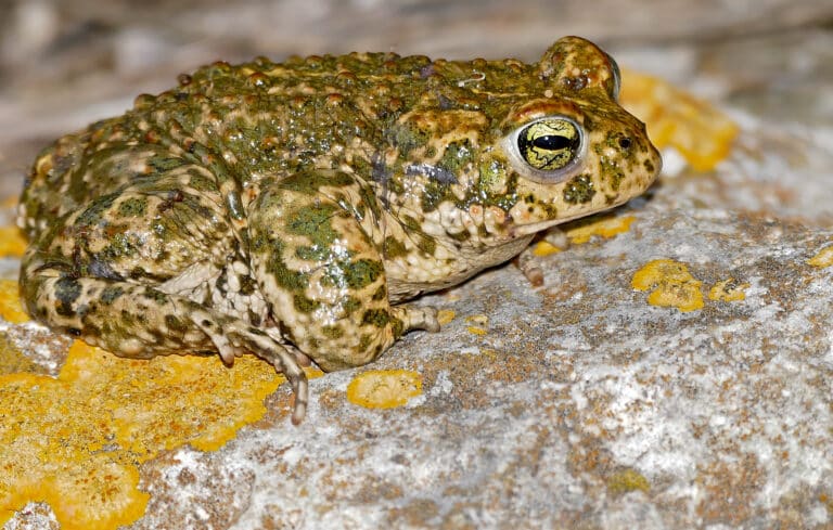 Natterjack Toad (Epidalea calamita) (40768303714)
