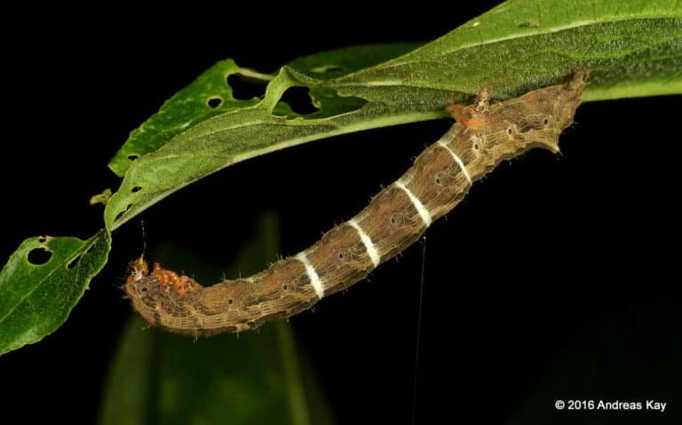 Inchworm, Geometridae Inchworm, Geometridae