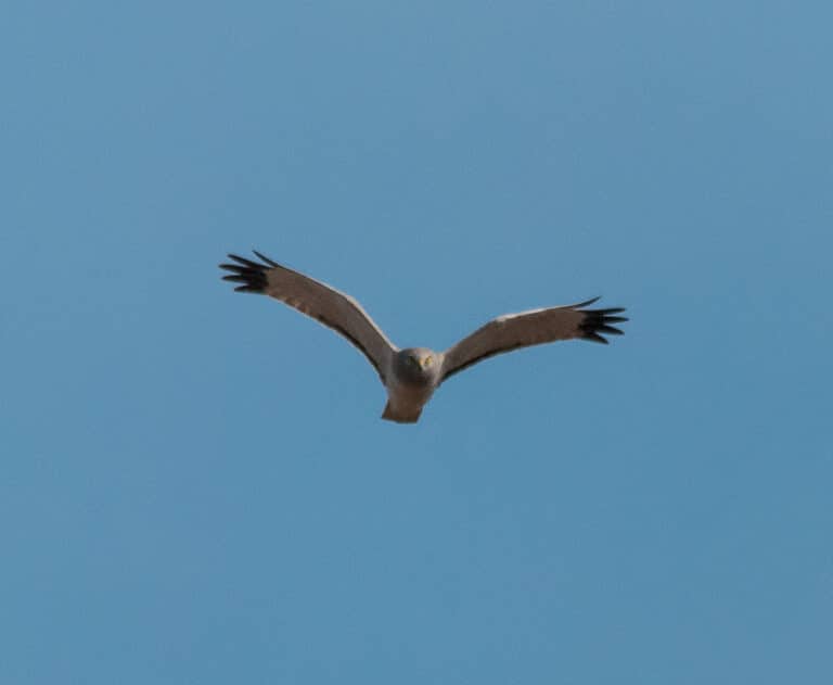 Northern Harrier (Circus hudsonius) – 52165989580 Northern Harrier (Circus hudsonius) – 52165989580