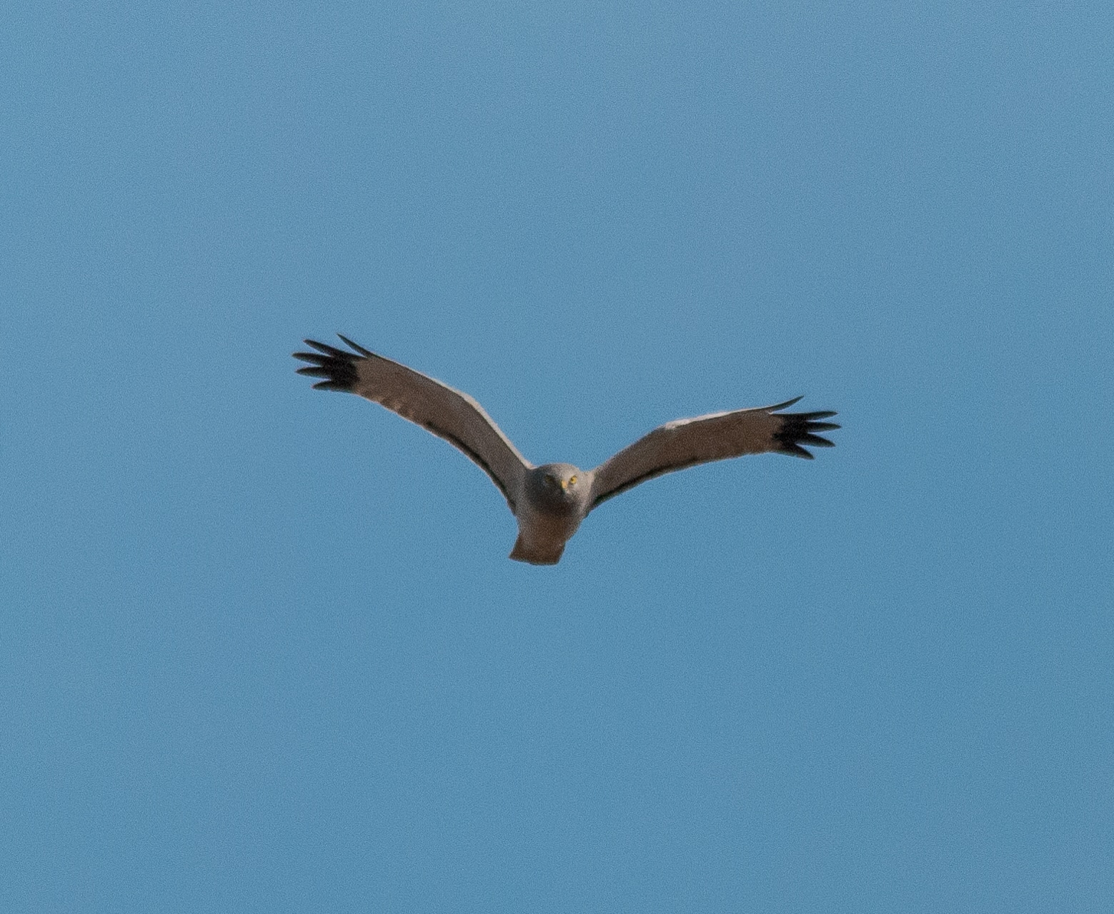 Northern Harrier (Circus hudsonius) – 52165989580 Northern Harrier (Circus hudsonius) – 52165989580