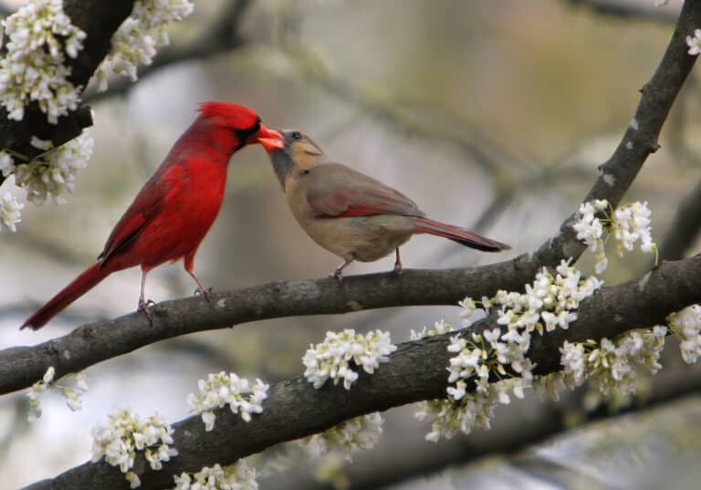 Cardinalis cardinalis in Cercis canadensis Cardinalis cardinalis in Cercis canadensis