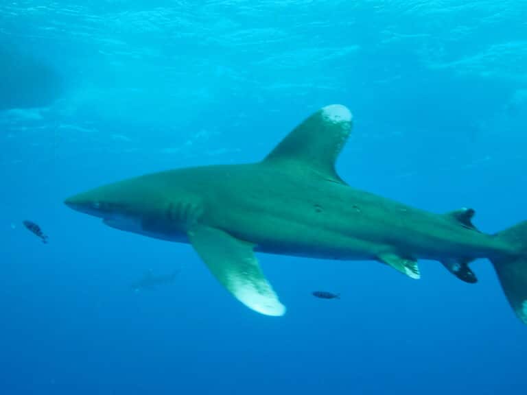 Oceanic white tip