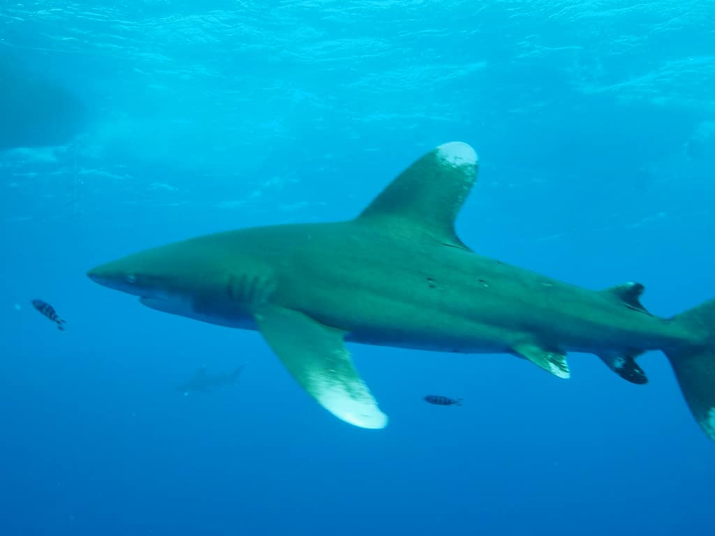 Oceanic white tip