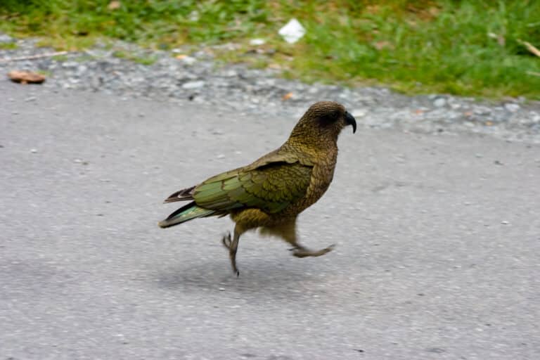 File:Kea (Nestor notabilis) -running -Lake Brunner -NZ-6.jpg