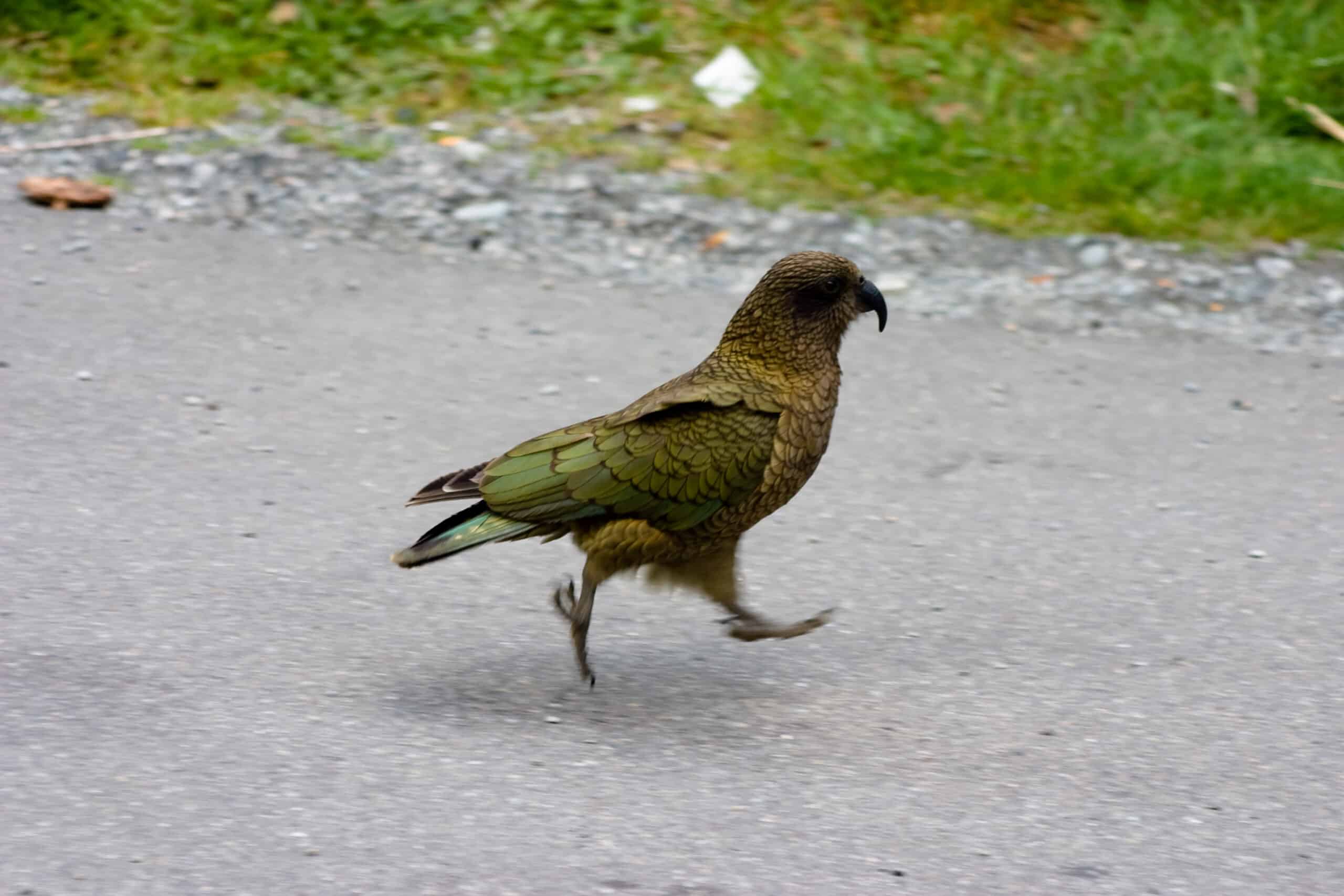 File:Kea (Nestor notabilis) -running -Lake Brunner -NZ-6.jpg