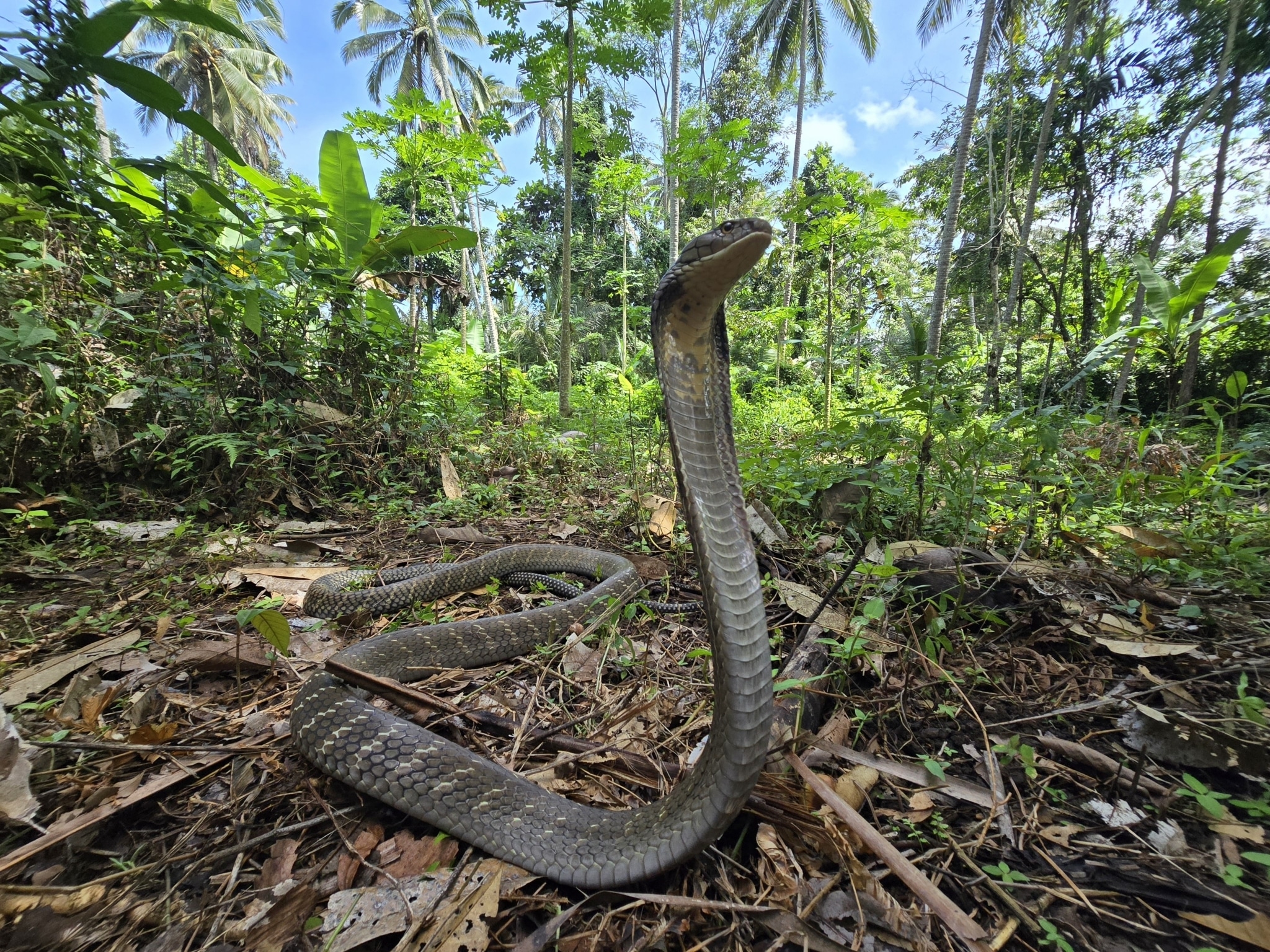 Ophiophagus hannah 381373252 Ophiophagus hannah 381373252