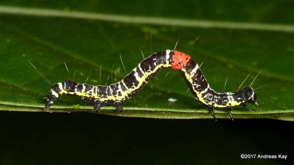 Inchworm, Erebidae Inchworm, Erebidae