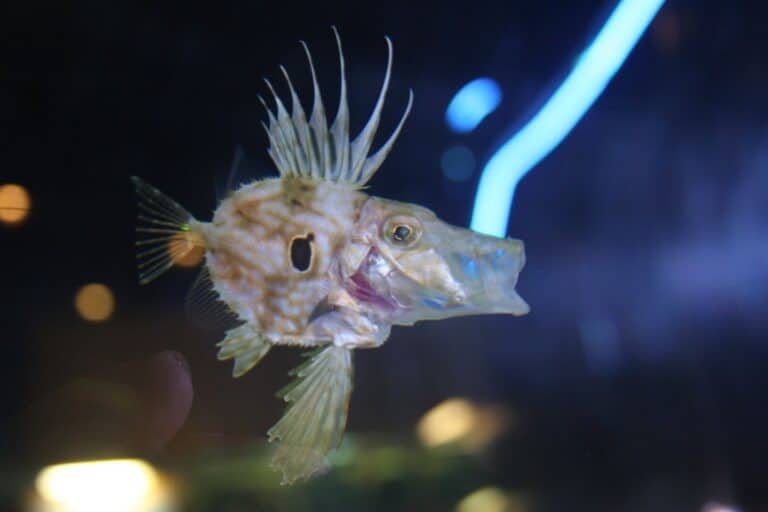 Zeus faber (cría). Sala Maremagnum. Aquarium Finisterrae. MC2