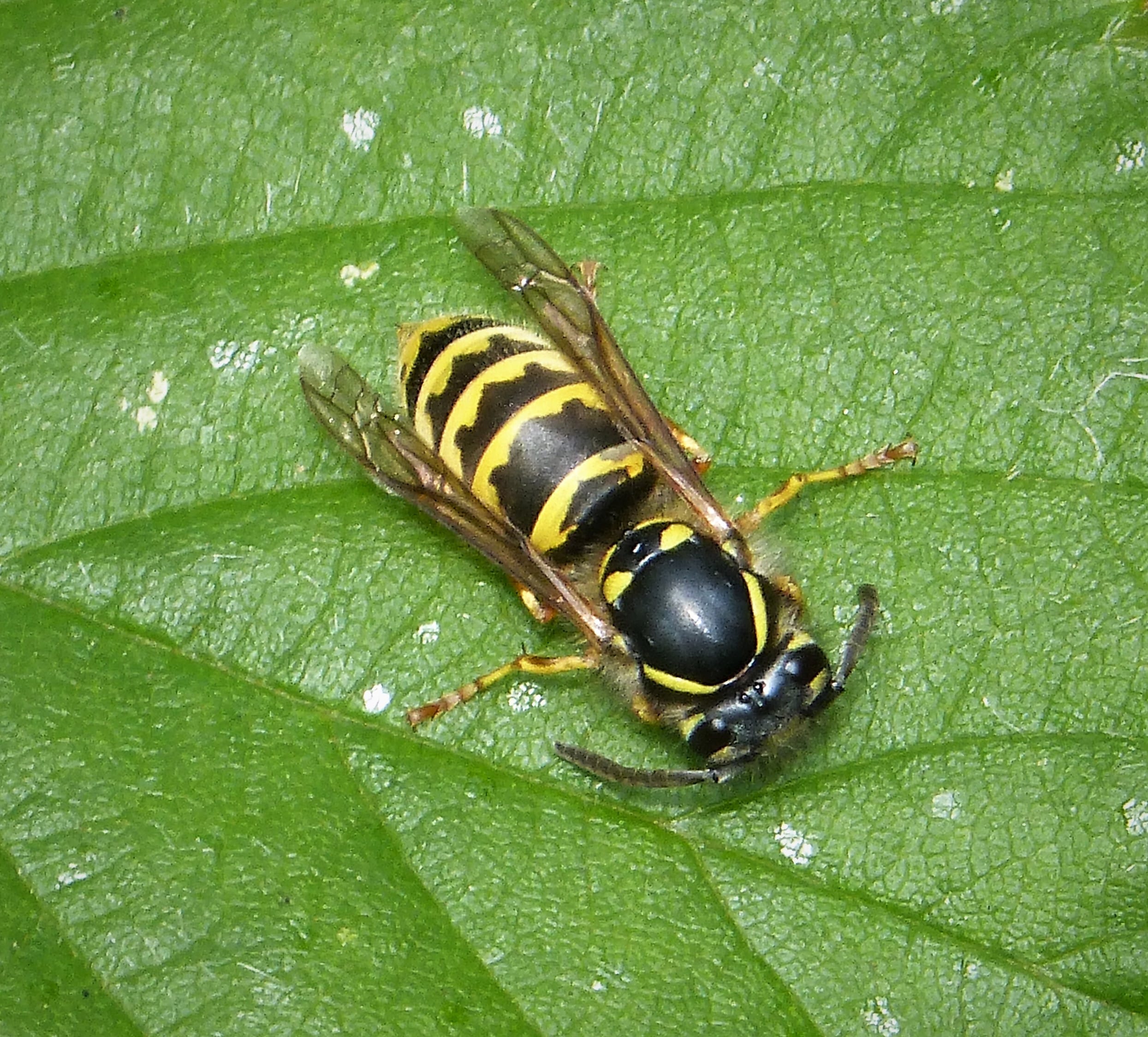 Vespula vulgaris- common wasp worker (49242597487) Vespula vulgaris- common wasp worker (49242597487)