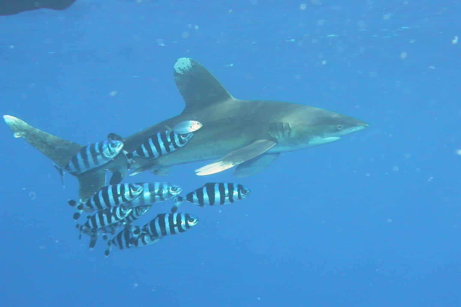 File:Carcharhinus longimanus 2.jpg