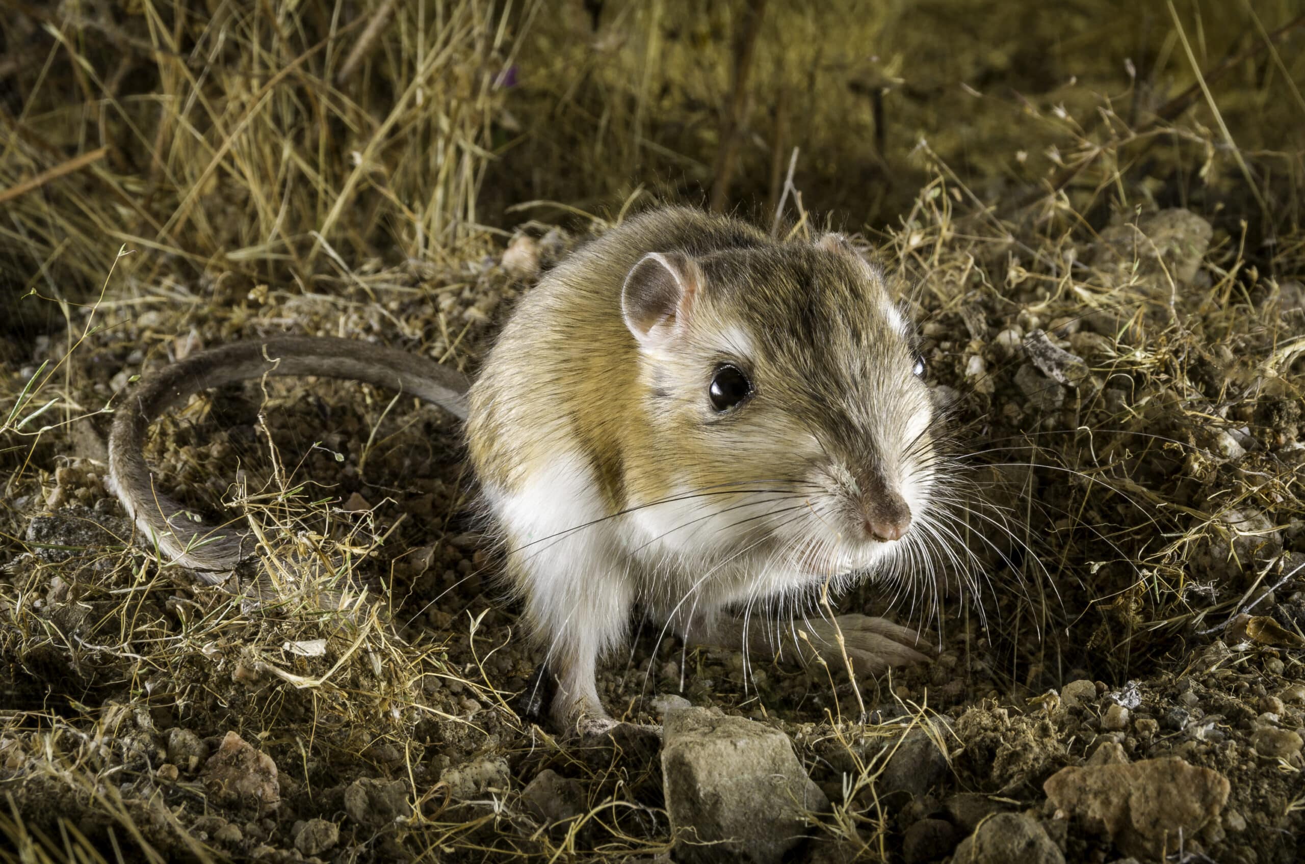 Kangaroo Rat by Stuart Wilson (49936422922) Kangaroo Rat by Stuart Wilson (49936422922) Kangaroo Rat