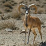 Urial