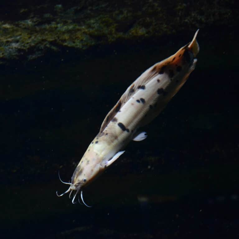 File:Clarias batrachus Aquarium tropical du Palais de la Porte Dorée 10 04 2016 1.jpg File:Clarias batrachus Aquarium tropical du Palais de la Porte Dorée 10 04 2016 1.jpg