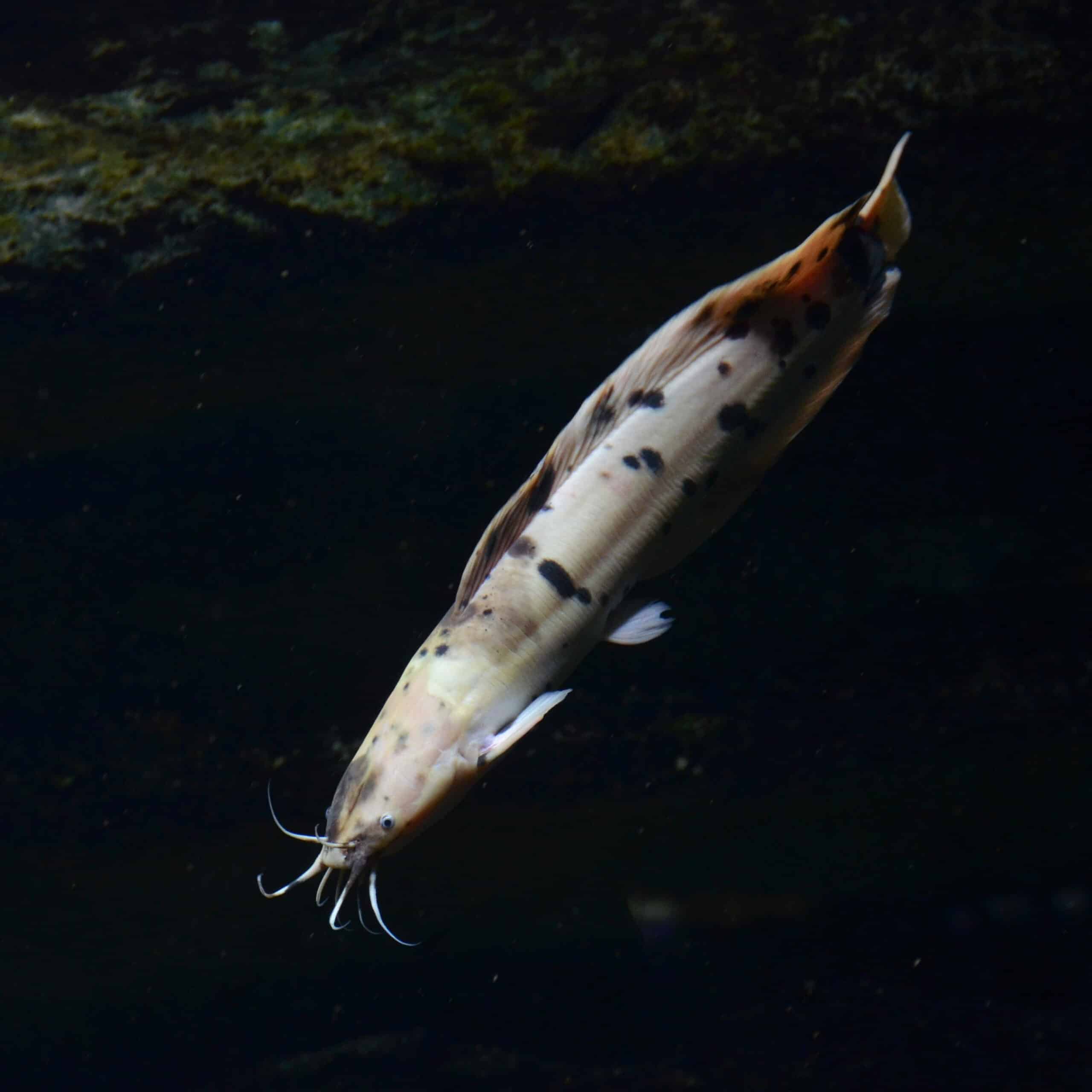 File:Clarias batrachus Aquarium tropical du Palais de la Porte Dorée 10 04 2016 1.jpg File:Clarias batrachus Aquarium tropical du Palais de la Porte Dorée 10 04 2016 1.jpg