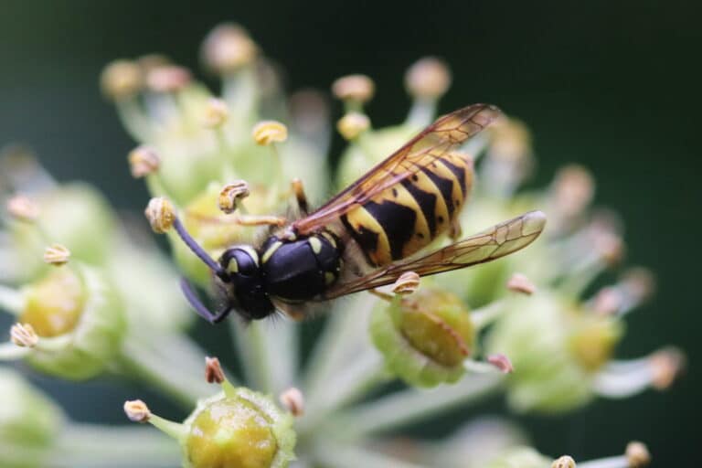 Vespula vulgaris 165172524 Vespula vulgaris 165172524