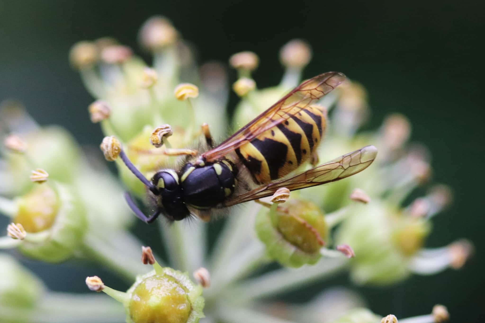 Vespula vulgaris 165172524 Vespula vulgaris 165172524