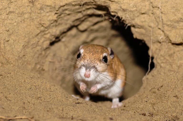 Ord’s Kangaroo rat, Alberta Ord’s Kangaroo rat, Alberta