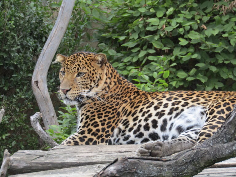 File:Levhart jávský v Zoo Praha 003.jpg