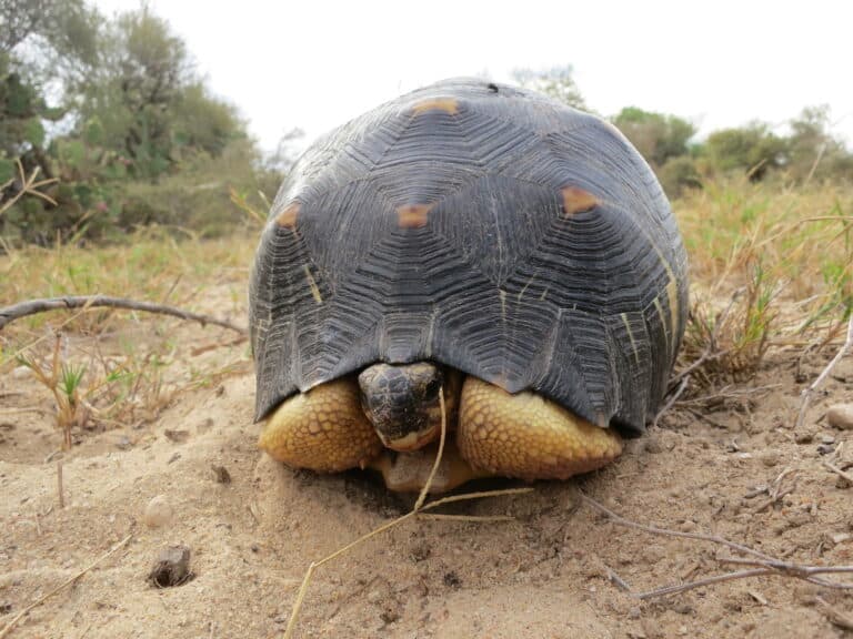 Astrochelys radiata 107190003