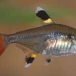 X-Ray Tetra
