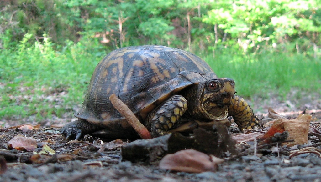 Eastern Box Turtle in Morgan County, West Virginia Eastern Box Turtle in Morgan County, West Virginia